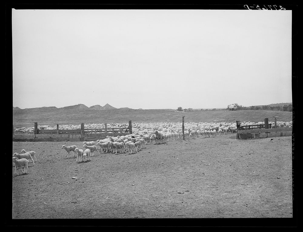 Sheep entering corral. Rosebud County, Montana. Sourced from the Library of Congress.