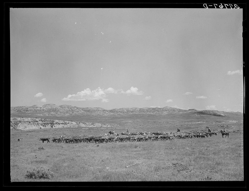 [Untitled photo, possibly related to: Roundup. William Tonn ranch, Montana]. Sourced from the Library of Congress.