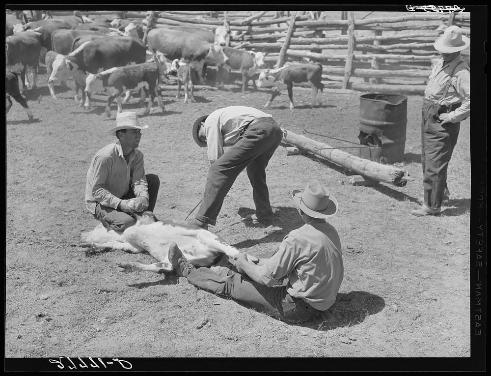 Branding. William Tonn ranch, Custer County, Montana. Sourced from the Library of Congress.