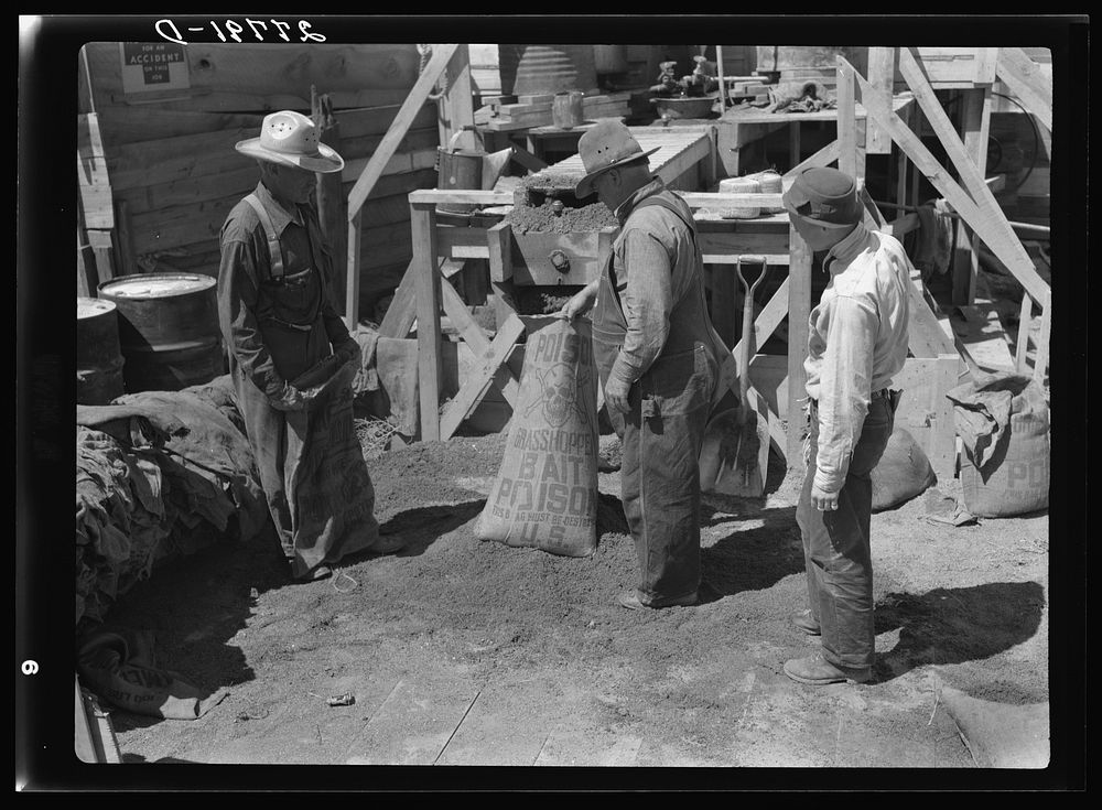 Filling a bag with poison bait for grasshoppers. Forsyth, Montana. Sourced from the Library of Congress.