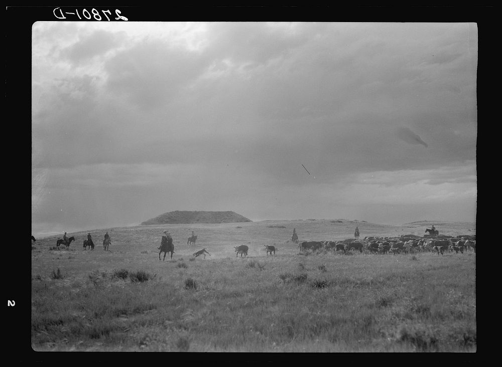 [Untitled photo, possibly related to: Quarter Circle 'U' Ranch Company, near Birney, Montana. Branding during the round-up].…