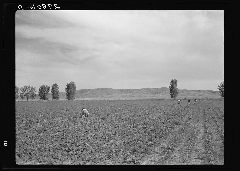 Sugar beet field. Treasure County, Montana. Sourced from the Library of Congress.
