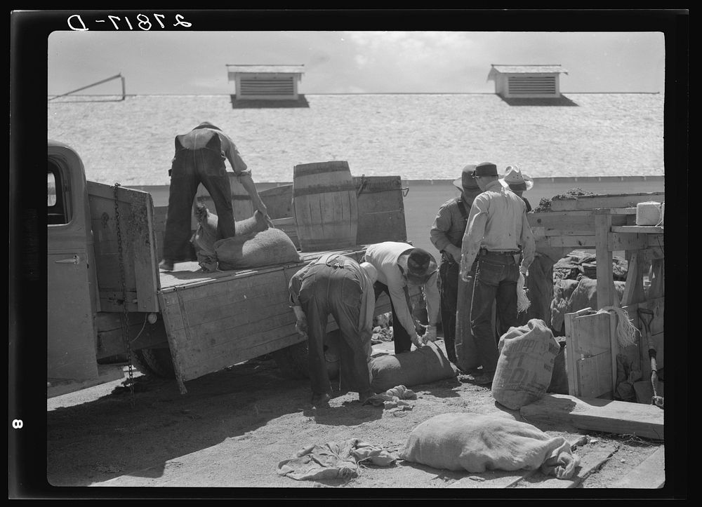 Loading sacks of poison grasshopper bait. Forsyth, Montana. Sourced from the Library of Congress.