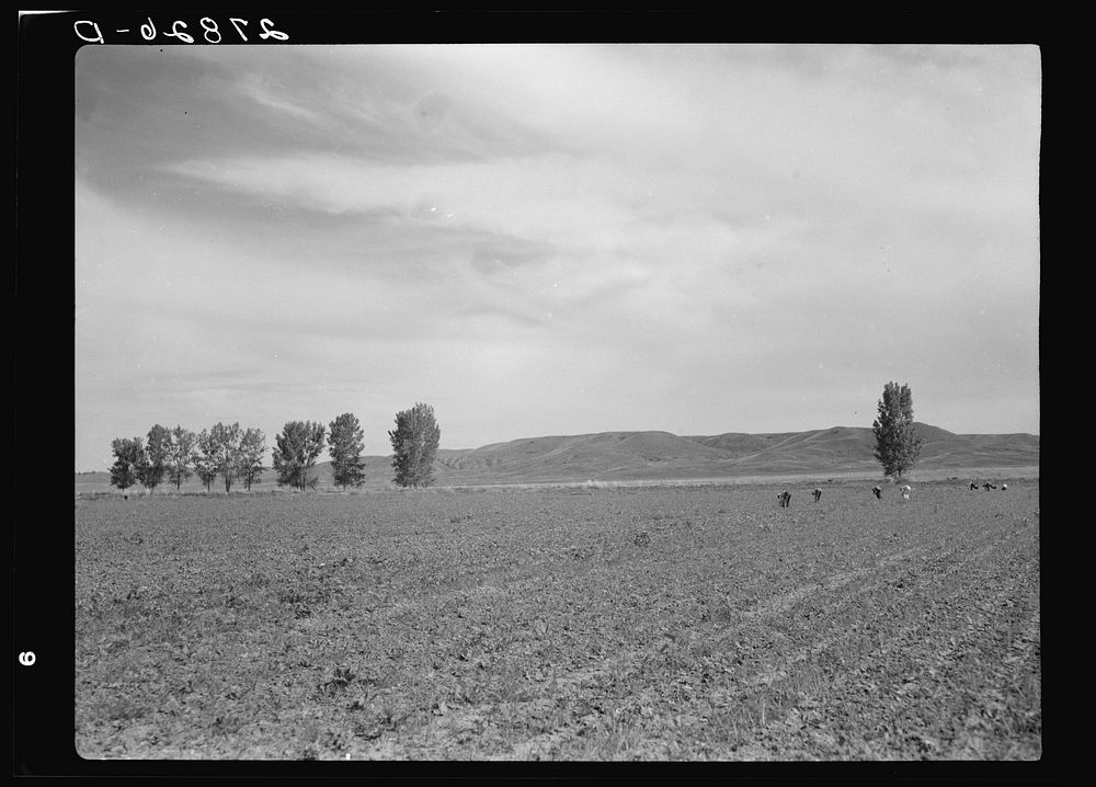 [Untitled photo, possibly related to: Sugar beet field. Treasure County, Montana]. Sourced from the Library of Congress.
