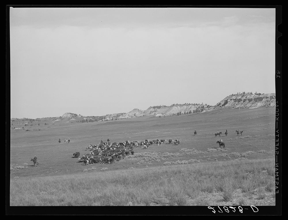 Quarter Circle 'U' Ranch roundup. Big Horn County, Montana. Sourced from the Library of Congress.