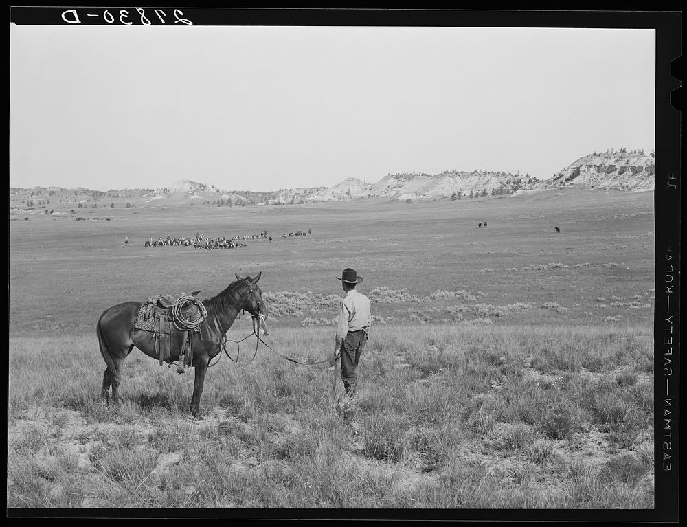 [Untitled photo, possibly related to: Quarter Circle 'U' Ranch roundup. Big Horn County, Montana]. Sourced from the Library…