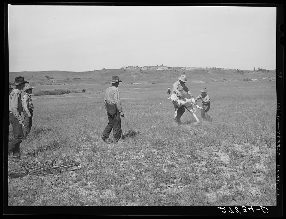 "Rasslin" a calf. Quarter Circle 'U' Ranch roundup. Big Horn County, Montana. Sourced from the Library of Congress.