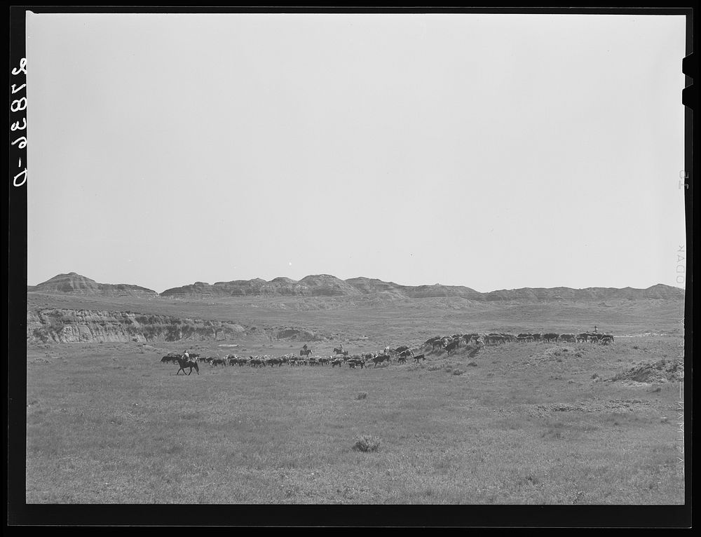 Roundup. William Tonn ranch, Montana. Sourced from the Library of Congress.