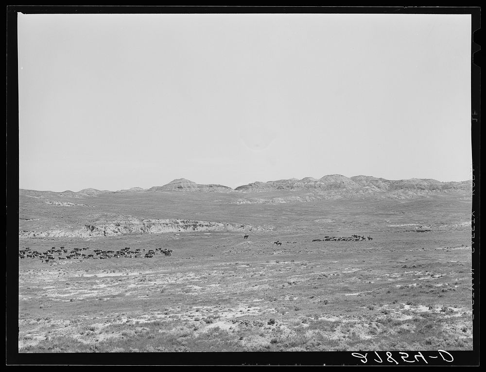 Roundup. William Tonn ranch, Custer County, Montana. Sourced from the Library of Congress.