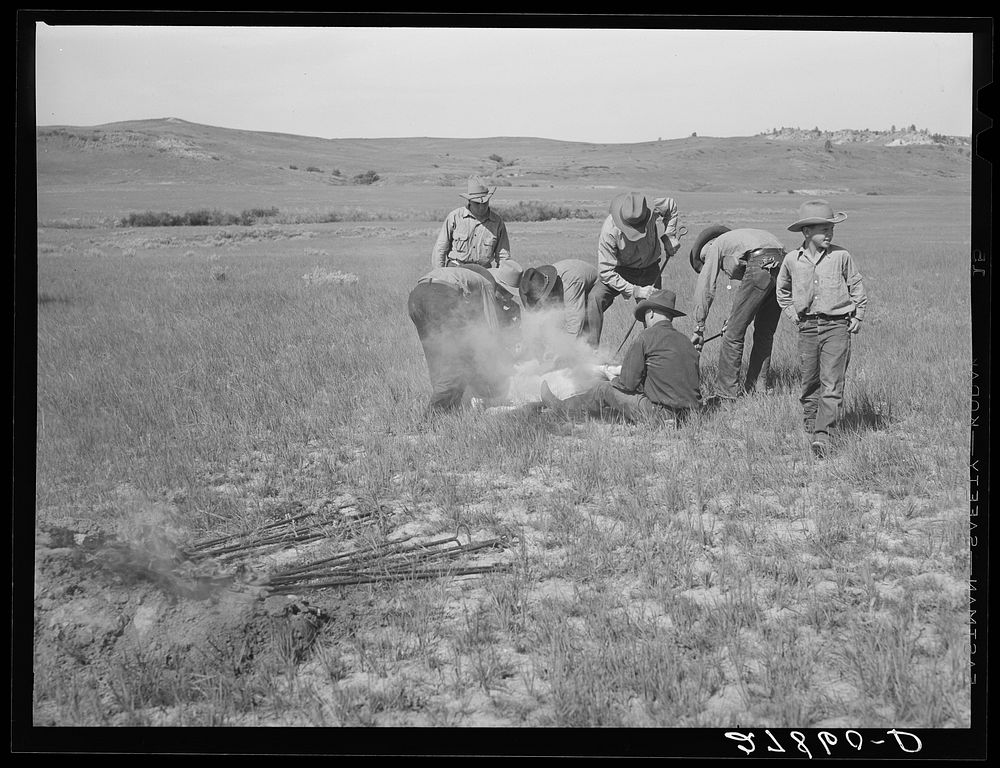 Branding. Quarter Circle 'U' Ranch roundup. Big Horn County, Montana. Sourced from the Library of Congress.