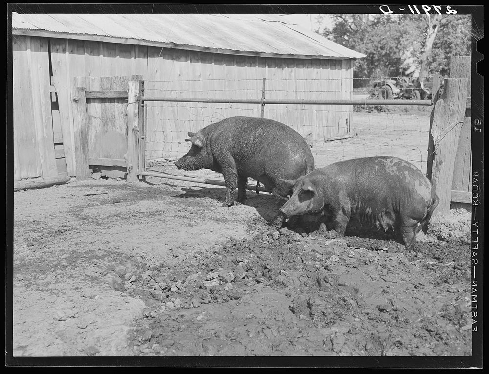 Hogs. Kimberley farm, Jasper County, Iowa. Sourced from the Library of Congress.