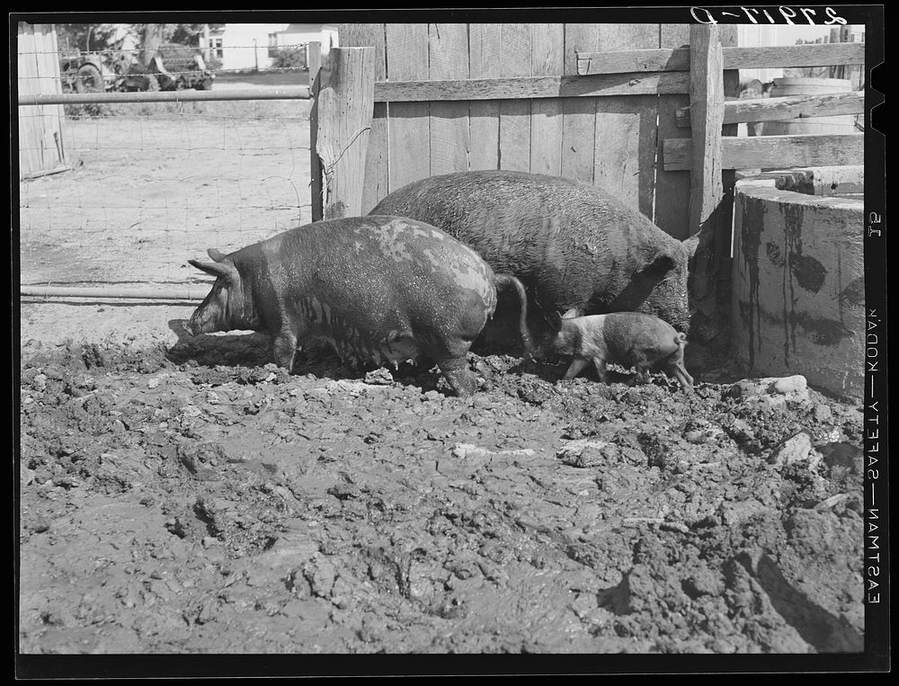 [Untitled photo, possibly related to: Hogs. Kimberley farm, Jasper County, Iowa]. Sourced from the Library of Congress.