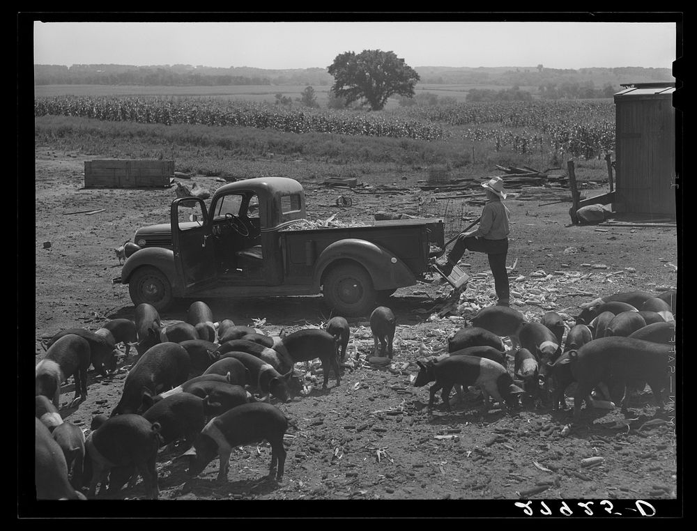 [Untitled photo, possibly related to: Bud Kimberley calling the hogs. Jasper County, Iowa]. Sourced from the Library of…