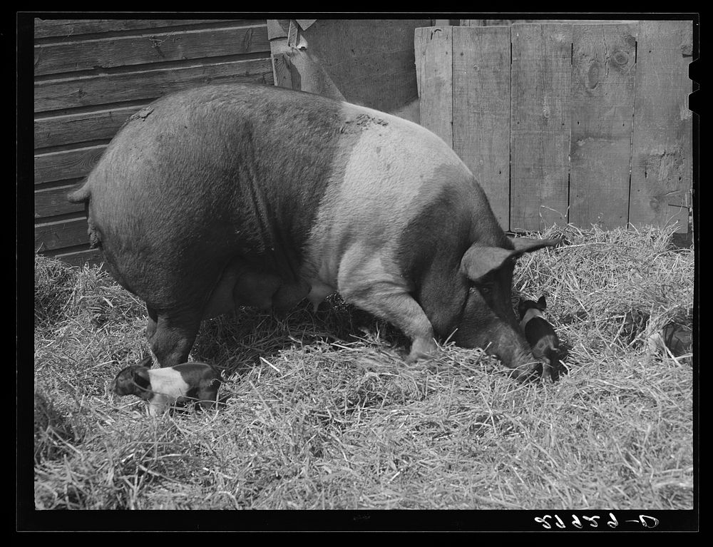 [Untitled photo, possibly related to: Sow with litter. Kimberley farm, Jasper County, Iowa]. Sourced from the Library of…