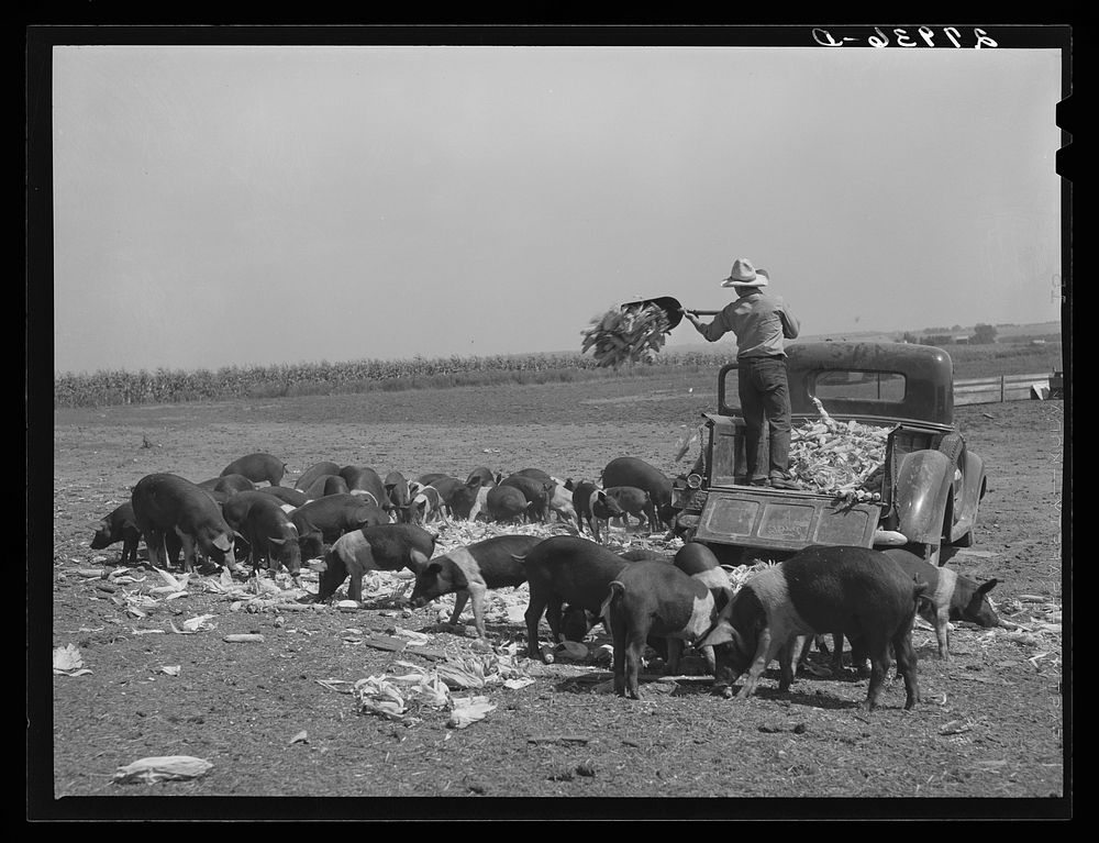 Feeding corn to hogs. Kimberley farm, Jasper County, Iowa. Sourced from the Library of Congress.