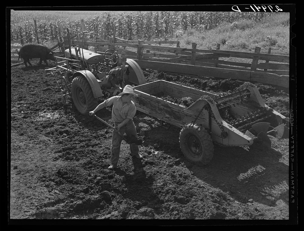 Bud Kimberley loads the manure spreader. Jasper County, Iowa. Sourced from the Library of Congress.