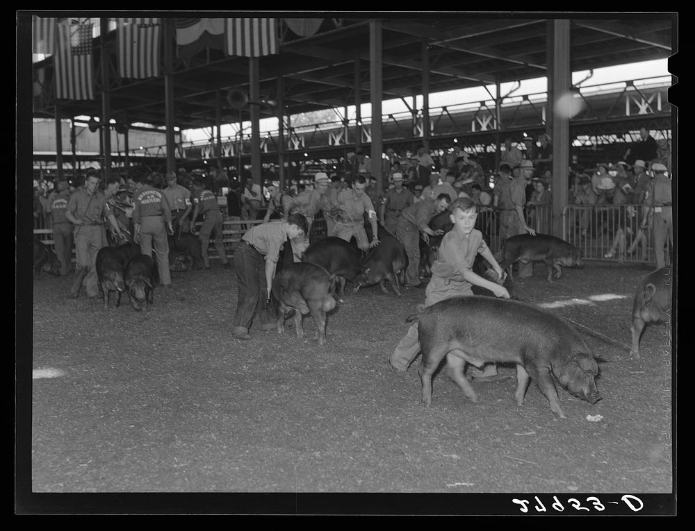 [Untitled photo, possibly related to: Showing the prizewinning hogs at the central Iowa Fair. Marshalltown, Iowa]. Sourced…