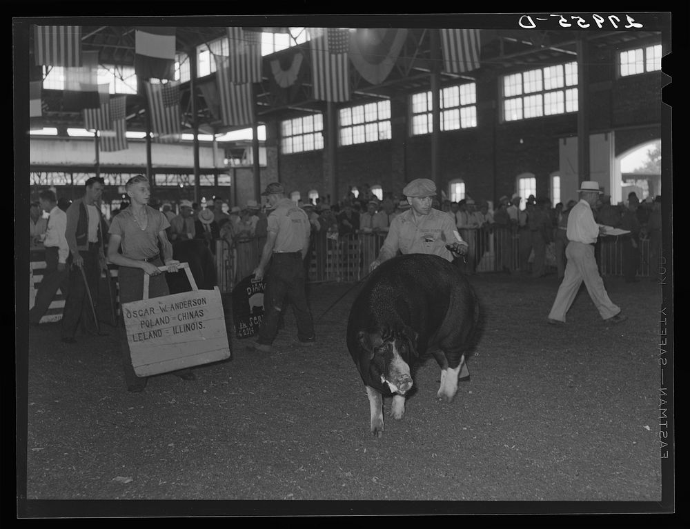 Marshalltown, Iowa. The Central Iowa 4-H Club Fair. Showing the prize-winning hogs.. Sourced from the Library of Congress.