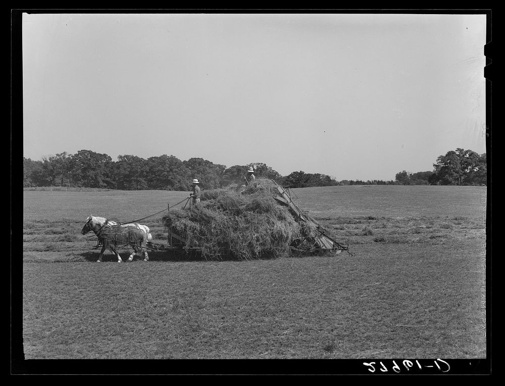 Loading hay with automatic loader. Maxwell farm, Jasper County, Iowa. Sourced from the Library of Congress.