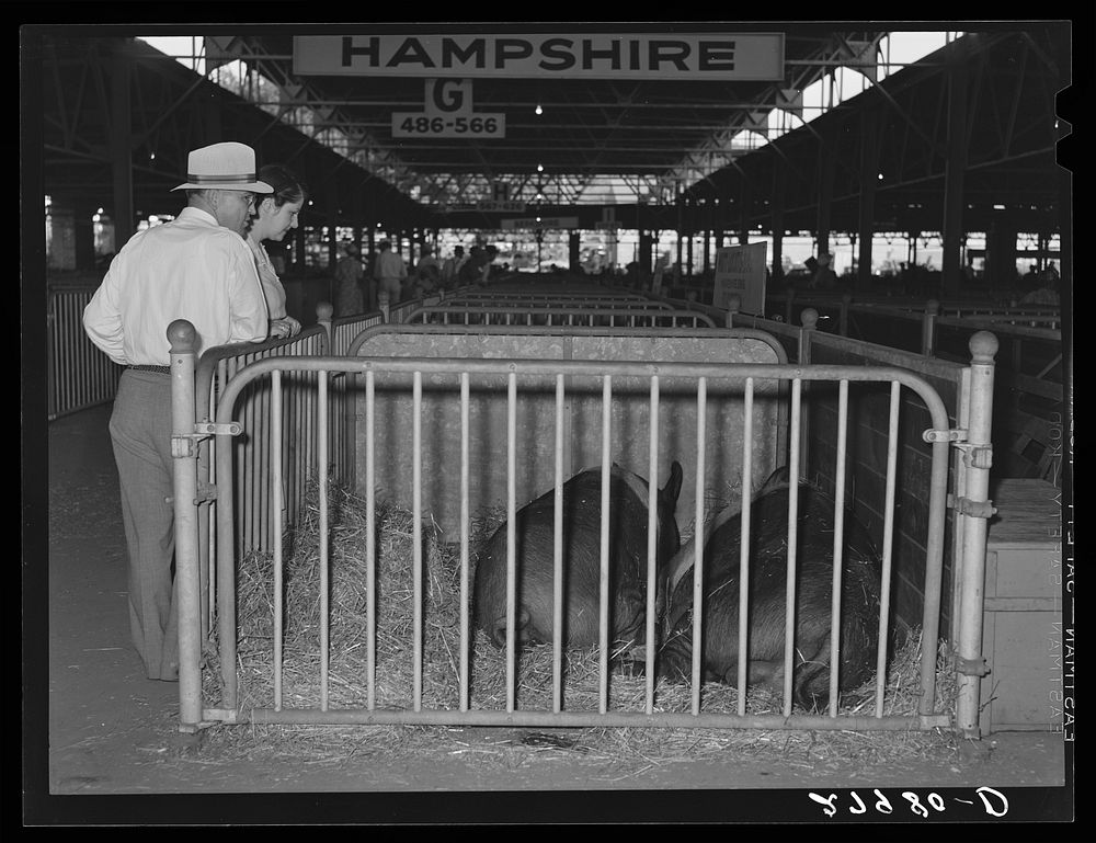 Prizewinning hogs at Iowa State Fair, Des Moines, Iowa. Sourced from the Library of Congress.
