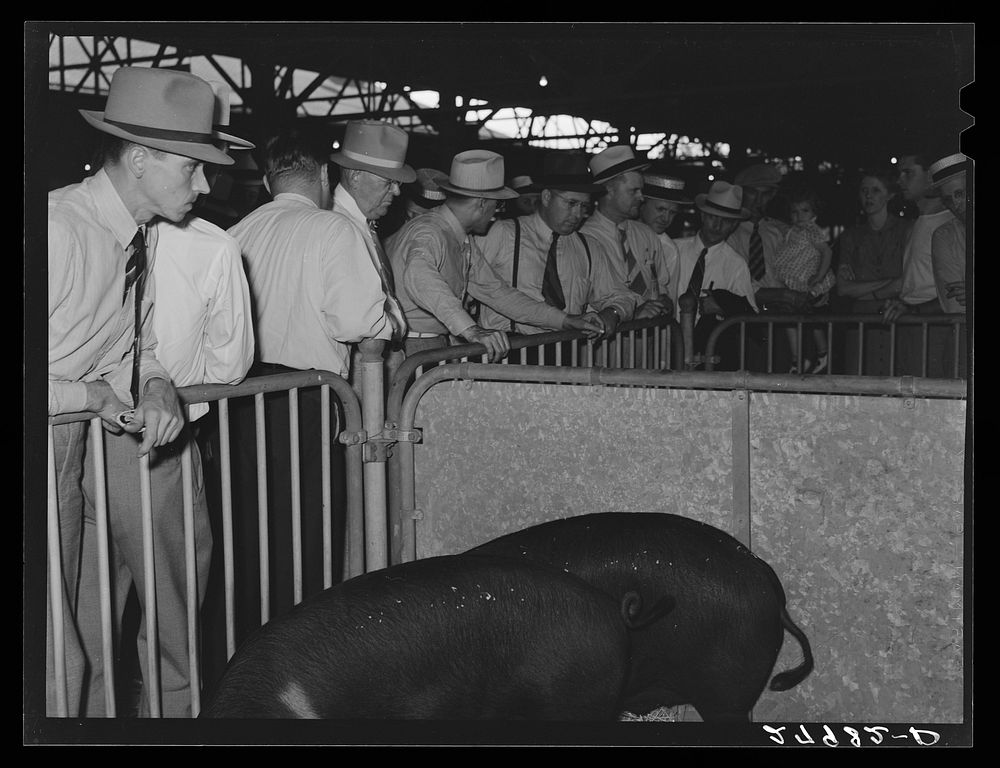 [Untitled photo, possibly related to: Prizewinning hogs at Iowa State Fair, Des Moines, Iowa]. Sourced from the Library of…