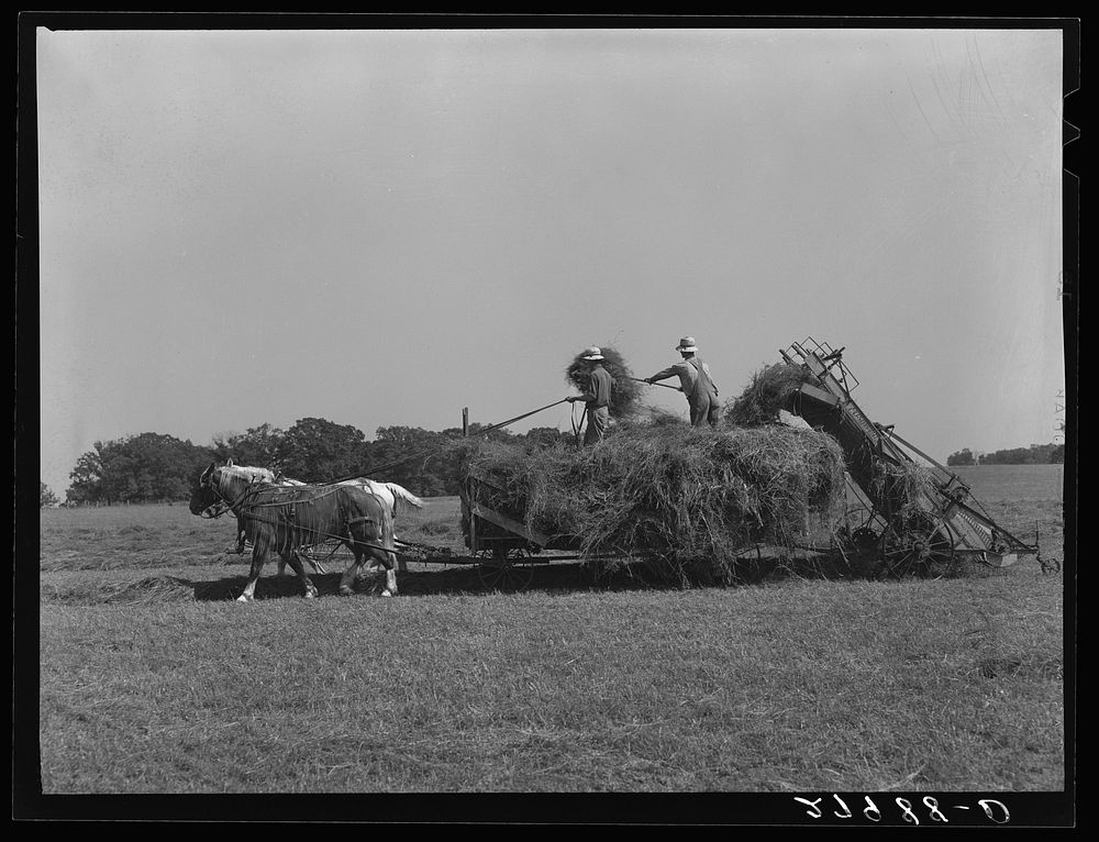 Loading hay mechanically. Jasper County, Iowa. Sourced from the Library of Congress.
