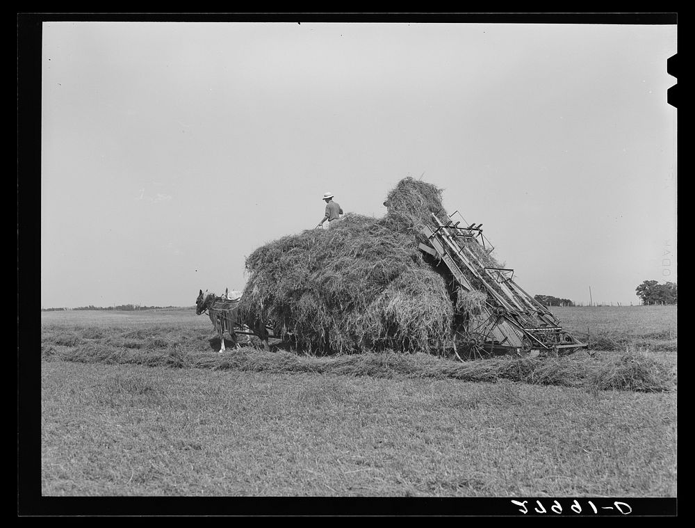 [Untitled photo, possibly related to: Automatic hay-loader. Maxwell farm, Jasper County, Iowa]. Sourced from the Library of…