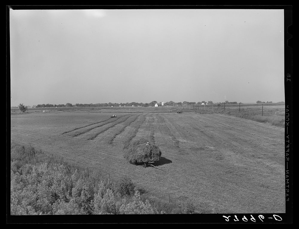 Hay meadow. Hardin County, Iowa. Sourced from the Library of Congress.