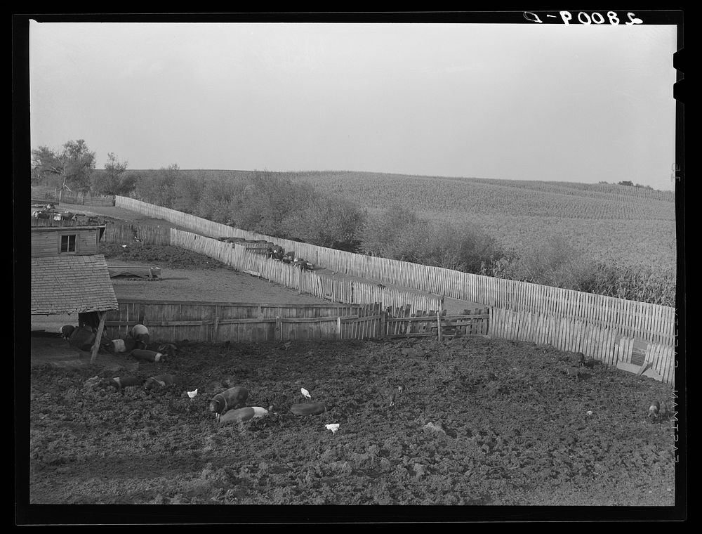 Hogs, cattle and corn. Leo Gannon farm, Jasper County, Iowa. Sourced from the Library of Congress.