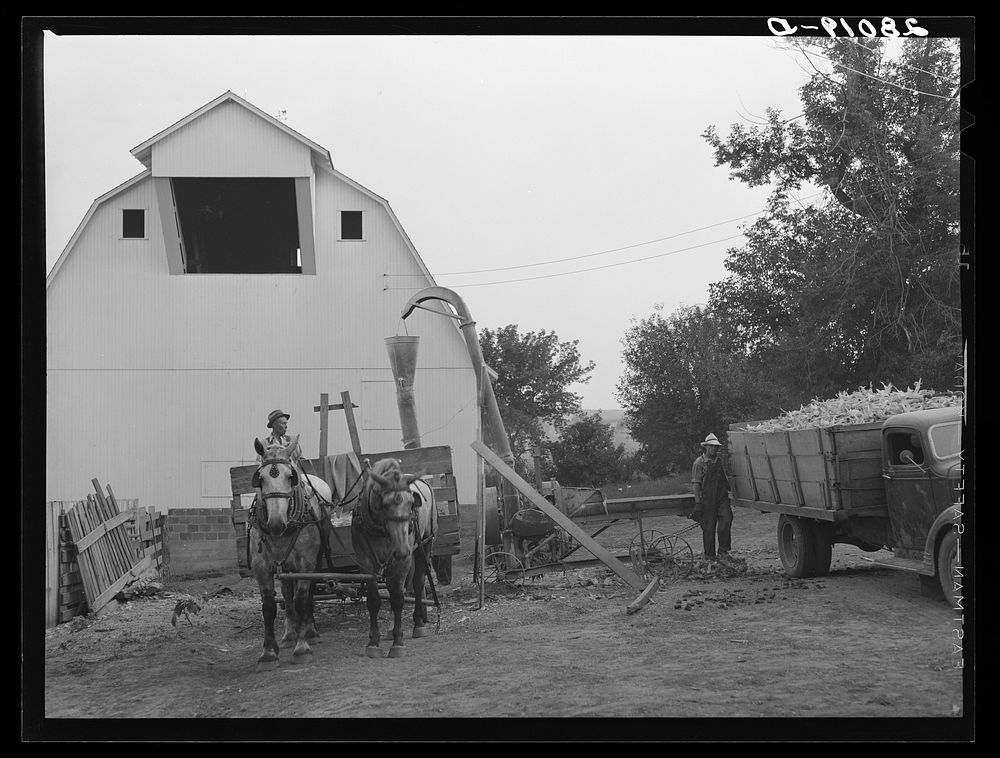 Mixing feed for cattle: green corn, dry corn and oats. Gannon farm, Jasper County, Iowa. Sourced from the Library of…