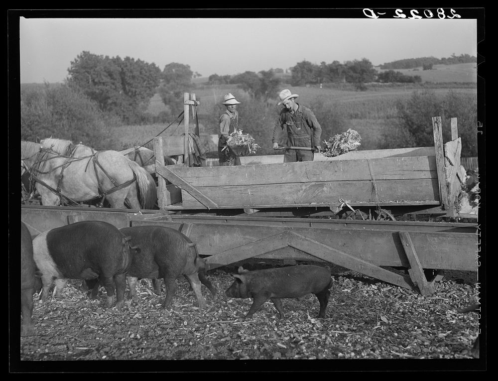 Feeding hogs on Leo Gannon farm. Jasper County, Iowa. Sourced from the Library of Congress.
