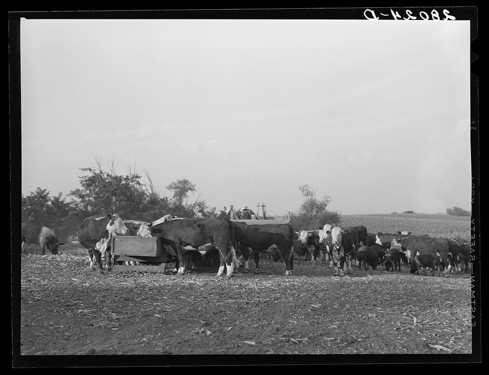 [Untitled photo, possibly related to: Feeding Hereford cattle. Gannon farm, Jasper County, Iowa]. Sourced from the Library…