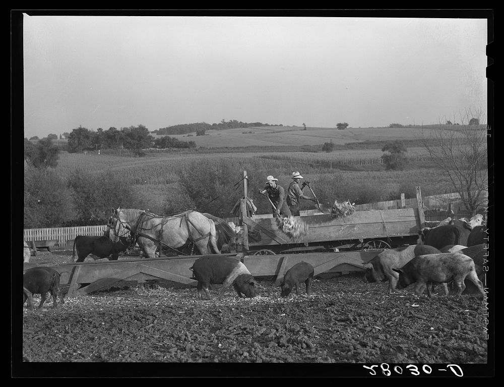 Feeding cattle and hogs. Leo Gannon farm, Jasper County, Iowa. Sourced from the Library of Congress.