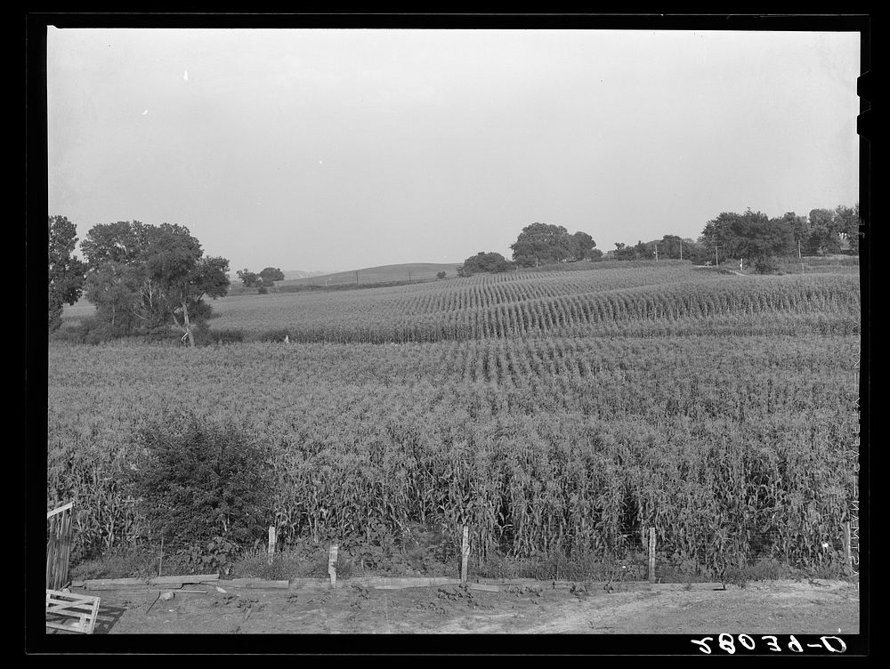 Cornfield. Gannon farm, Jasper County, Iowa. Sourced from the Library of Congress.