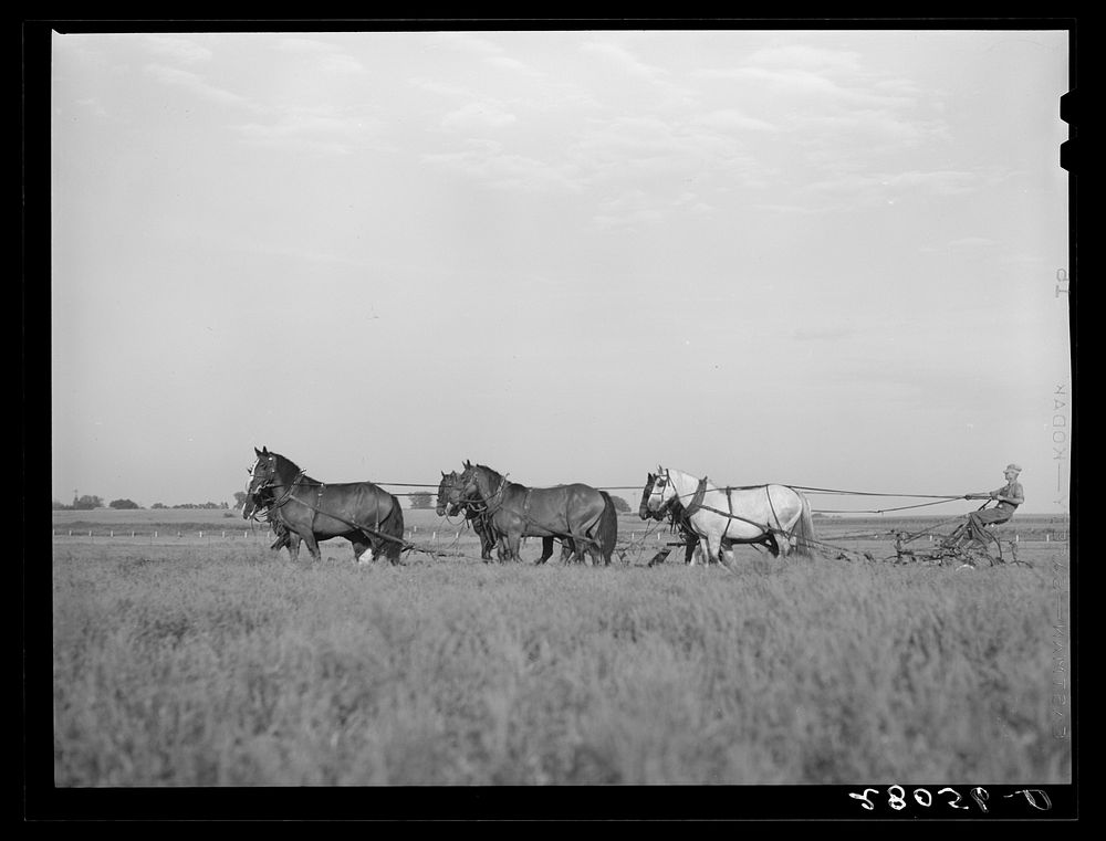 Plowing with ten-horse team. Ryken farm, Hardin County, Iowa. Sourced from the Library of Congress.