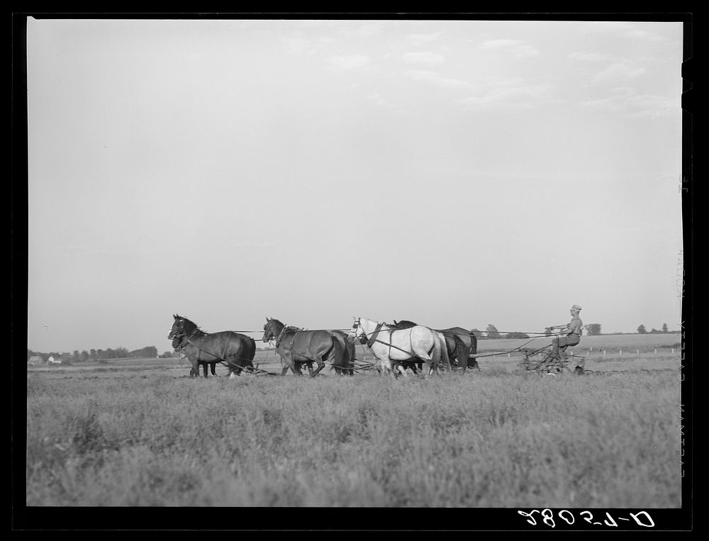 [Untitled photo, possibly related to: Plowing with ten-horse team. Ryken farm, Hardin County, Iowa]. Sourced from the…