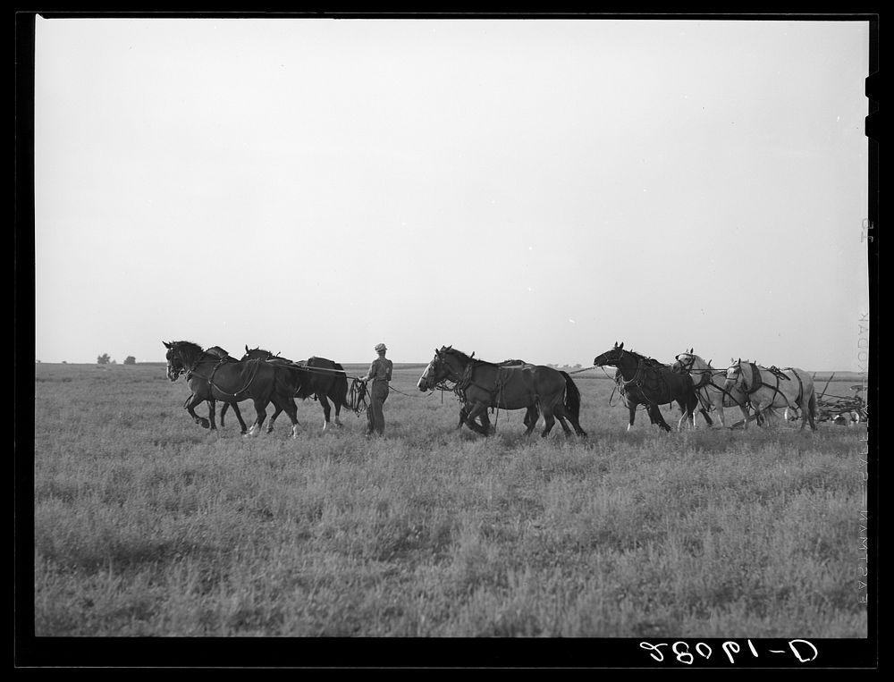 Unhitching ten horse team after plowing. Ryken farm, Hardin County, Iowa. Sourced from the Library of Congress.