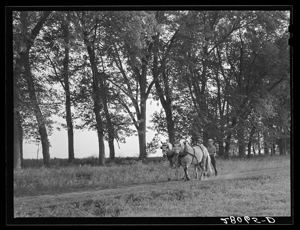 Hired man brings in the horses after plowing. On Martin Ryken's farm, Hardin County, Iowa. Sourced from the Library of…