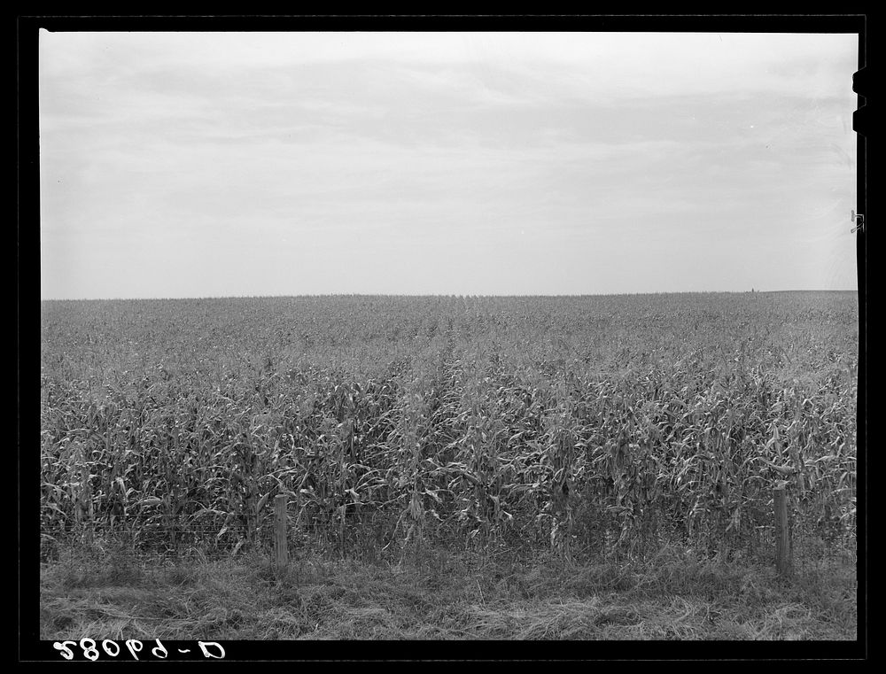 Cornfield. Hardin County, Iowa. Sourced from the Library of Congress.