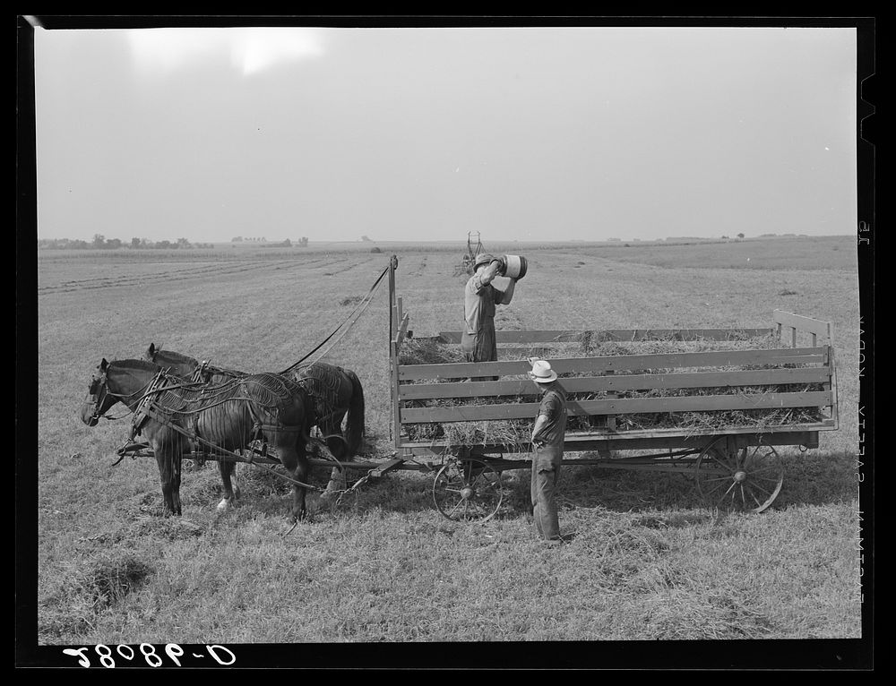 Loading hay with jayhawk. Jasper County, Iowa. Sourced from the Library of Congress.