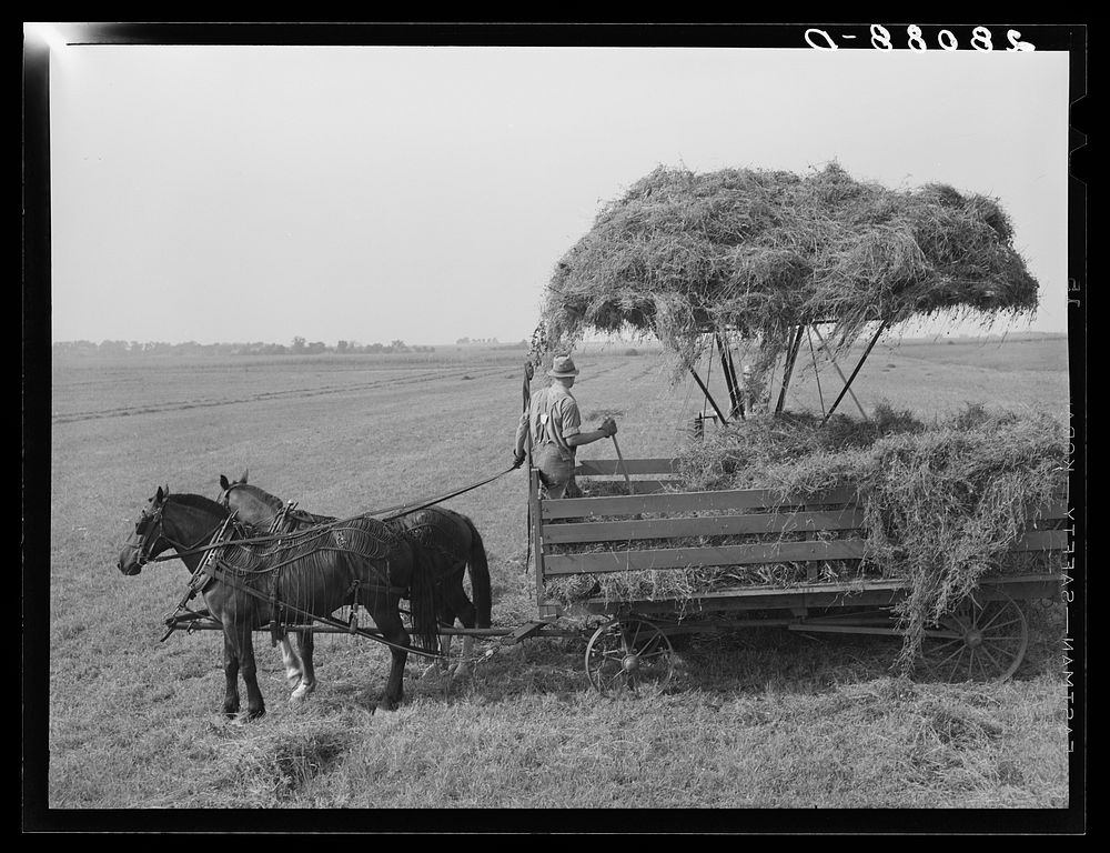 Loading hay into wagon with jayhawk. Kimberley farm, Jasper County, Iowa. Sourced from the Library of Congress.