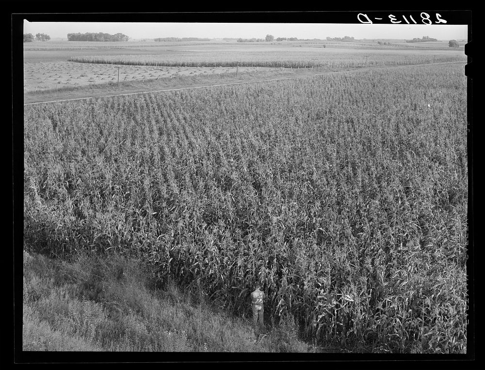 [Untitled photo, possibly related to: Cornfield. Hardin County, Iowa]. Sourced from the Library of Congress.