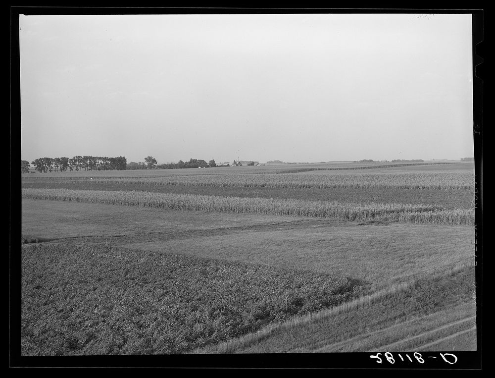 [Untitled photo, possibly related to: Crop rotation: one field is fallow, another has corn, a third has alfalfa. Hardin…