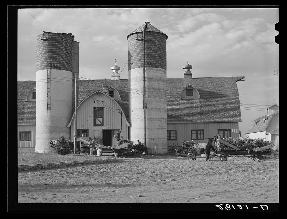 [Untitled photo, possibly related to: Filling silos with green corn. Dairy farm, Dakota County, Minnesota]. Sourced from the…