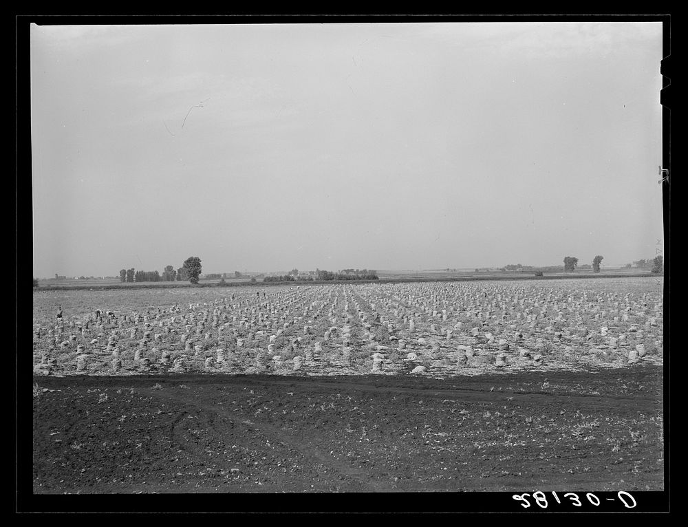 Picking onions in a seven-hundred acre field. Rice County, Minnesota. Sourced from the Library of Congress.