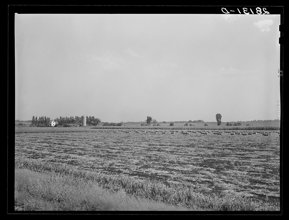 Onion field. Rice County, Minnesota. Sourced from the Library of Congress.