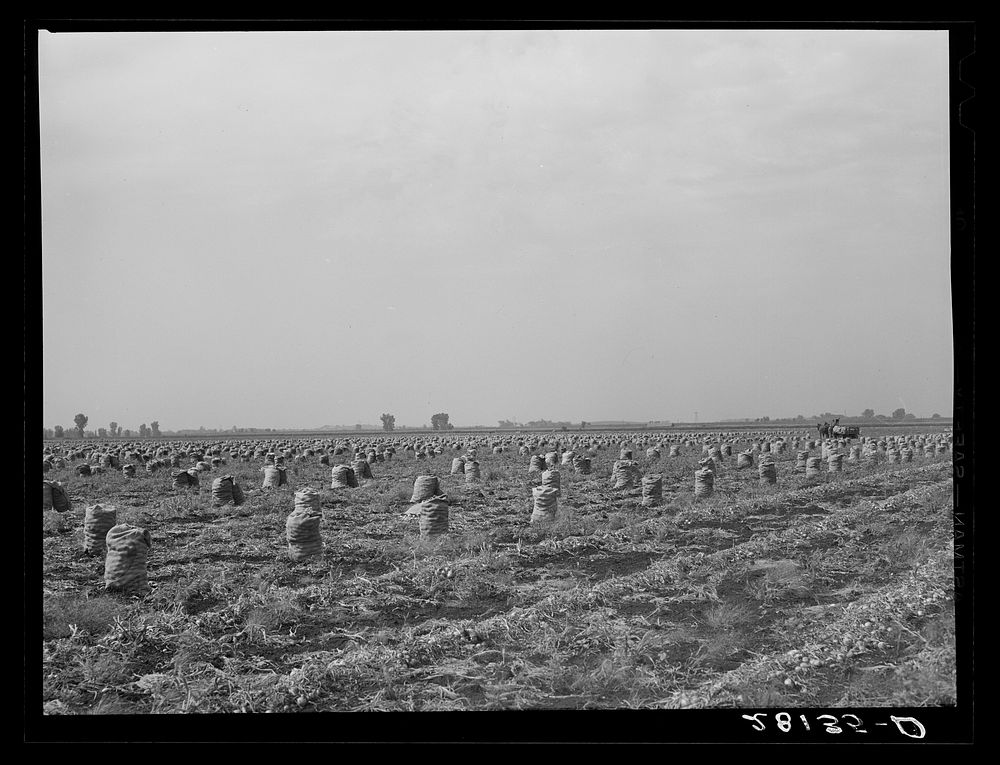 Part of a seven-hundred acre onion field. Rice County, Minnesota. Sourced from the Library of Congress.