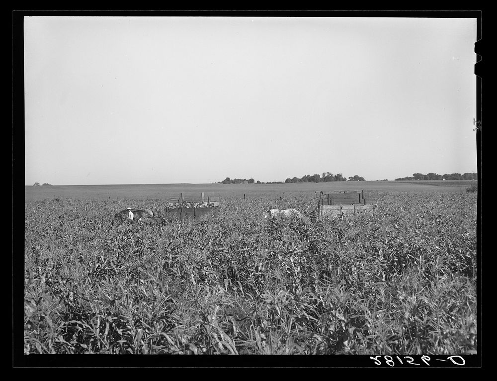 Harvesting sweet corn. Ryken farm, Hardin County, Iowa. Sourced from the Library of Congress.
