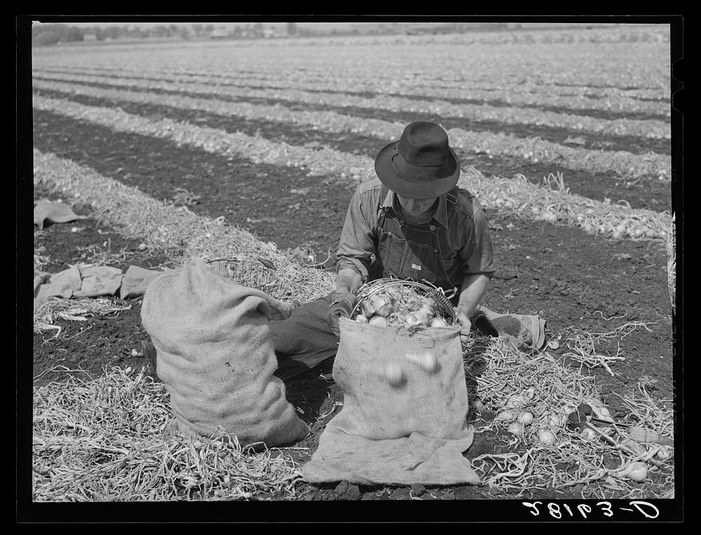 [Untitled photo, possibly related to: Onion picker. Rice County, Minnesota]. Sourced from the Library of Congress.
