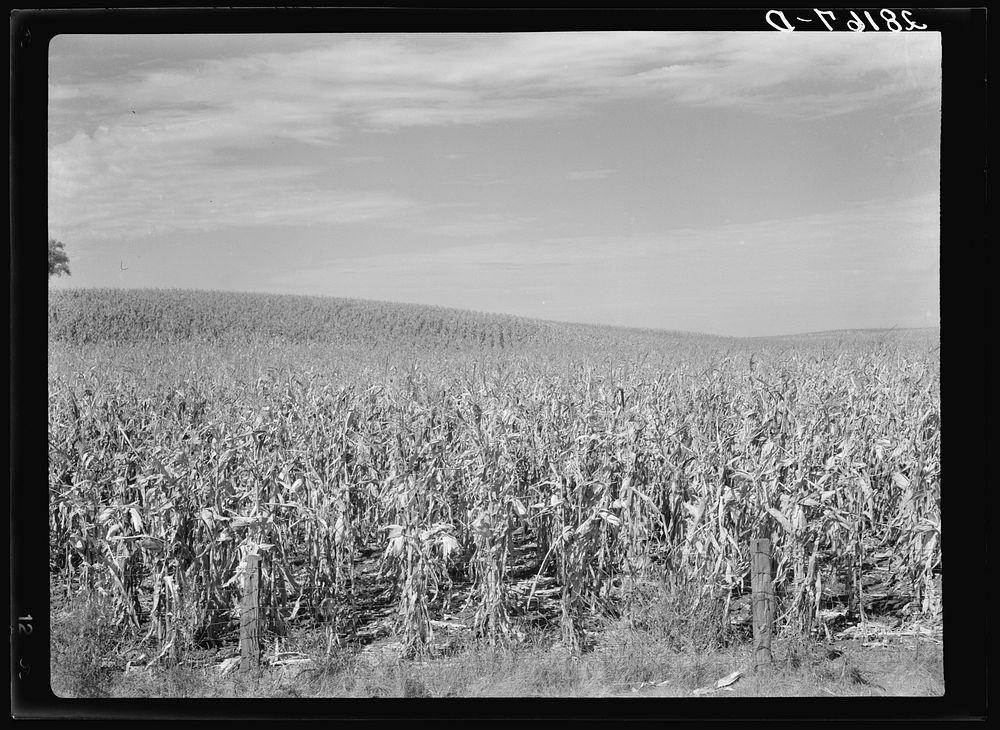 Cornfield. Grundy County, Iowa. Sourced from the Library of Congress.